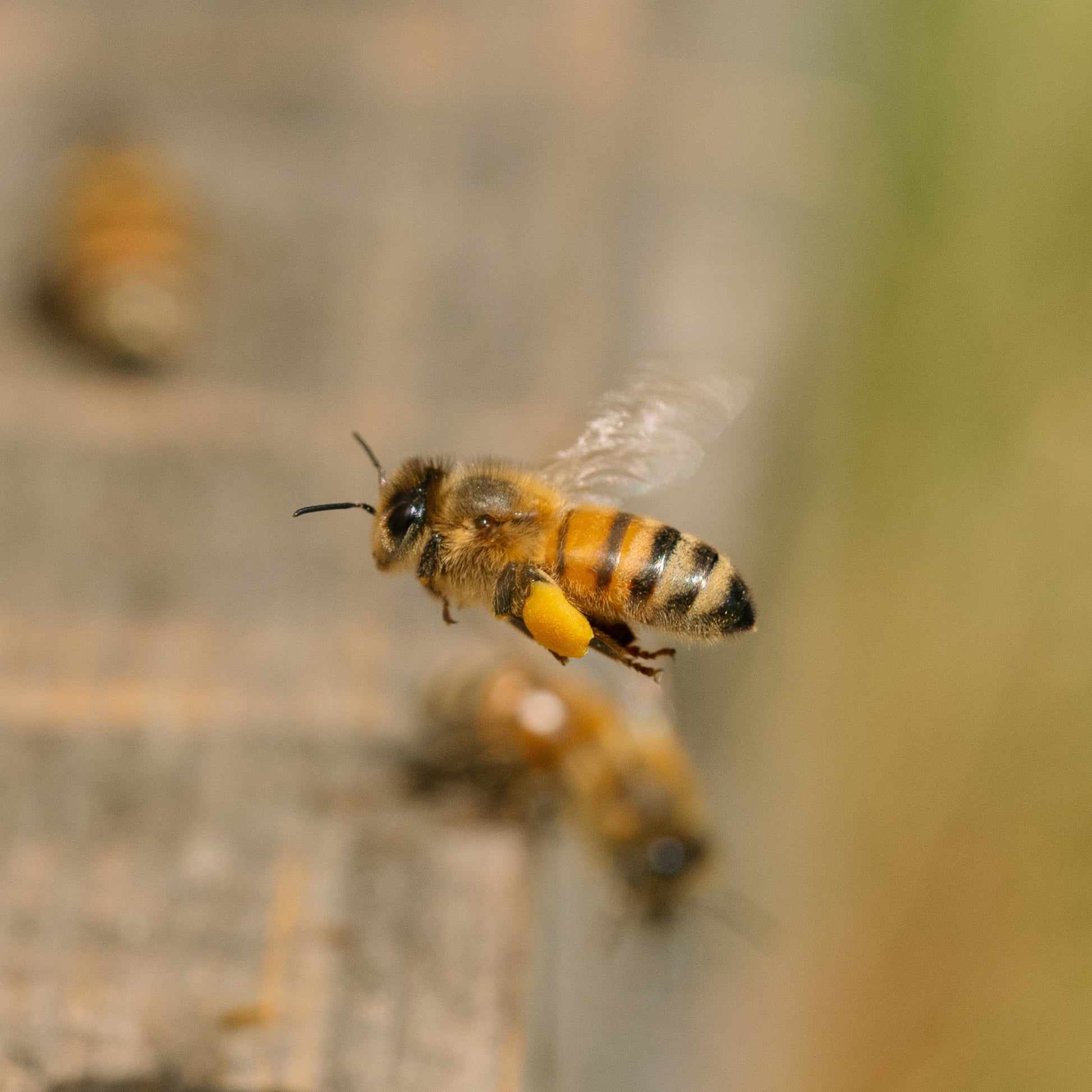Nectar Reserve Pollen – Nature’s Multivitamin