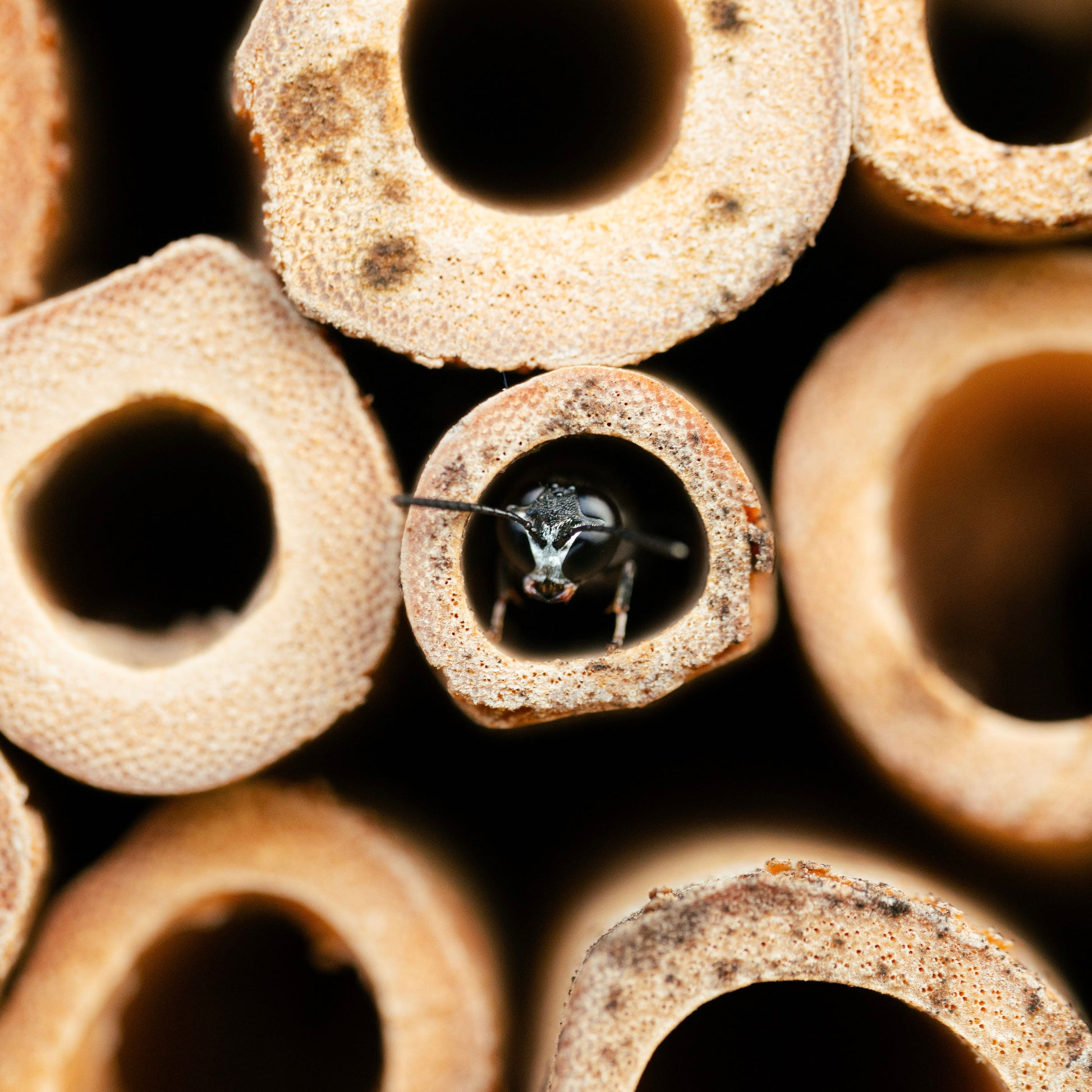Nectar Reserve Bee Hotel
