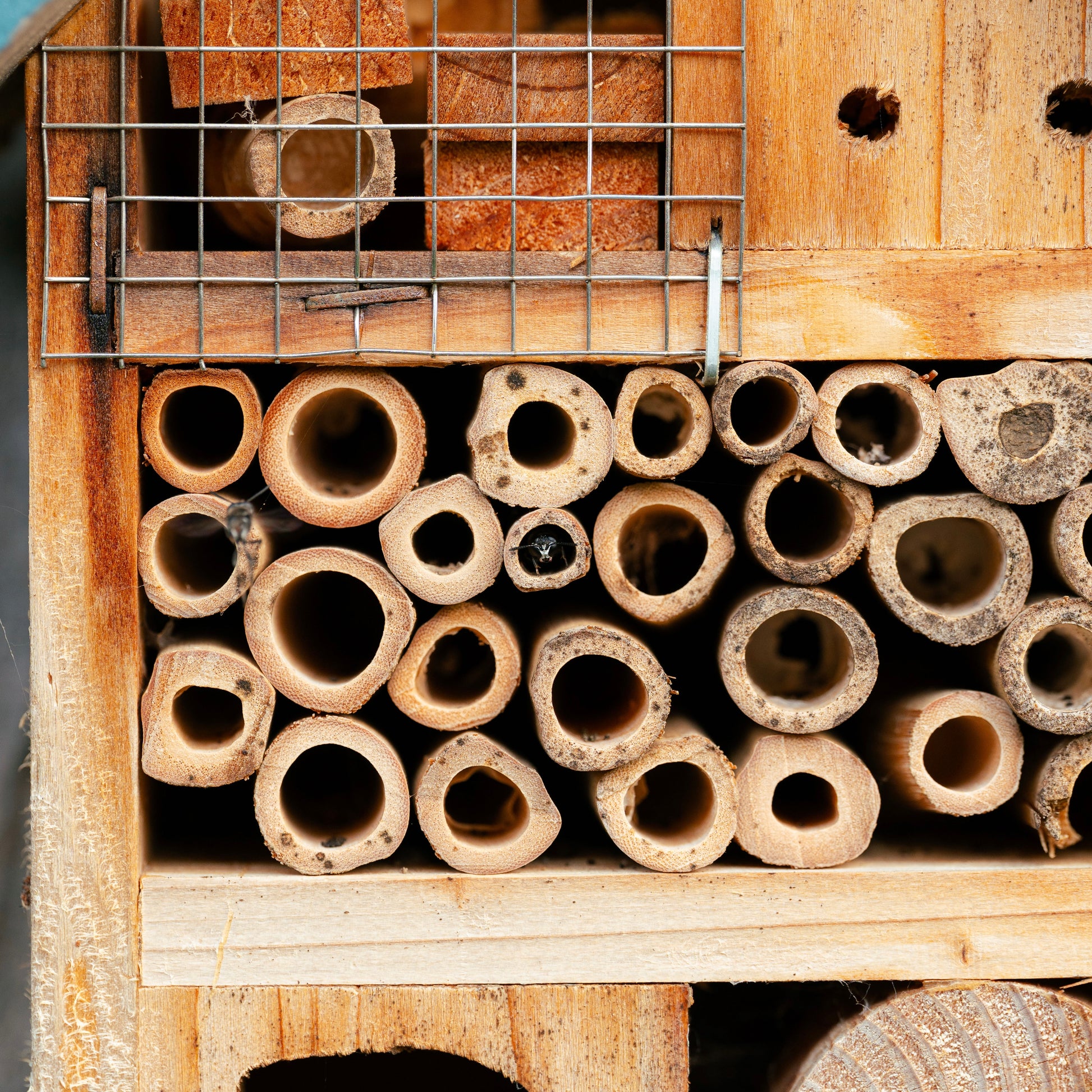 Nectar Reserve Bee Hotel